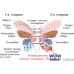 Матрас Роуз двухсторонний 120*200см Butterfly (Батерфляй)